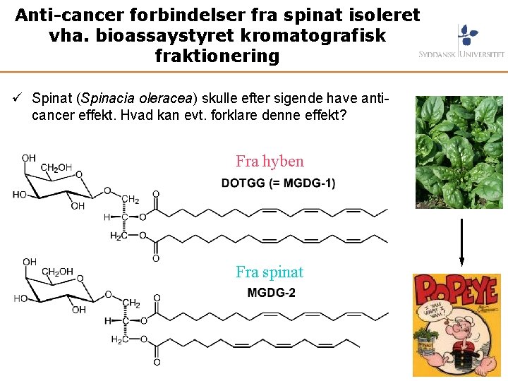 Anti-cancer forbindelser fra spinat isoleret vha. bioassaystyret kromatografisk fraktionering ü Spinat (Spinacia oleracea) skulle