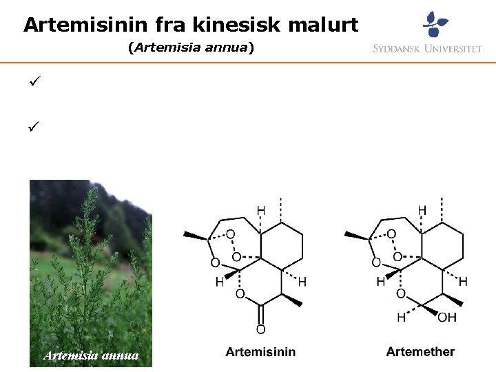 Artemisinin fra kinesisk malurt (Artemisia annua) ü ü Artemisia annua 