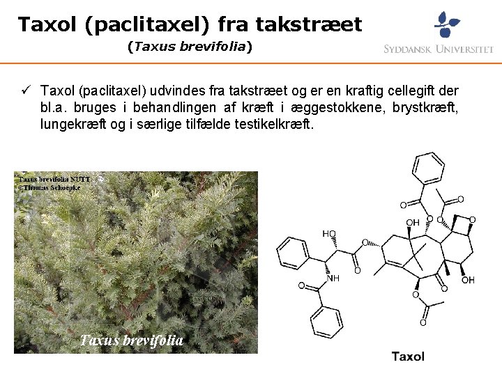 Taxol (paclitaxel) fra takstræet (Taxus brevifolia) ü Taxol (paclitaxel) udvindes fra takstræet og er