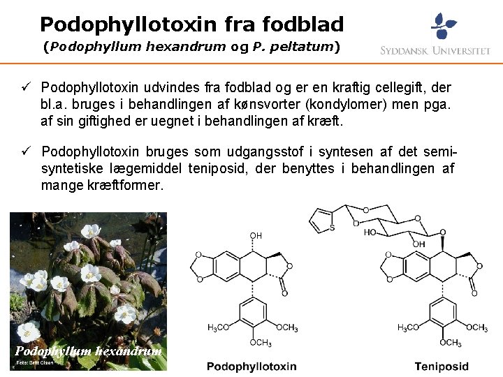 Podophyllotoxin fra fodblad (Podophyllum hexandrum og P. peltatum) ü Podophyllotoxin udvindes fra fodblad og