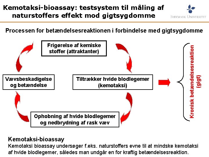 Kemotaksi-bioassay: testsystem til måling af naturstoffers effekt mod gigtsygdomme Frigørelse af kemiske stoffer (attraktanter)