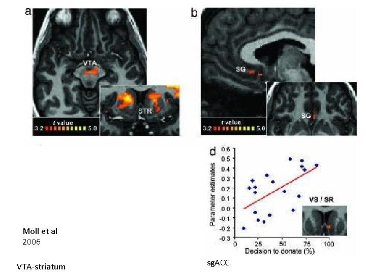 Moll et al 2006 VTA-striatum sg. ACC 