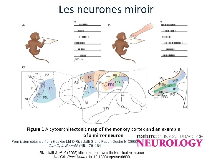 Les neurones miroir Figure 1 A cytoarchitectonic map of the monkey cortex and an