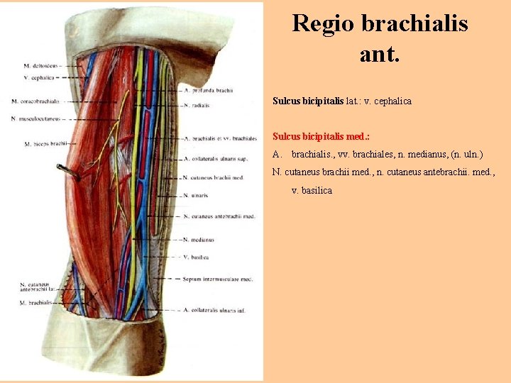Regio brachialis ant. Sulcus bicipitalis lat. : v. cephalica Sulcus bicipitalis med. : A.