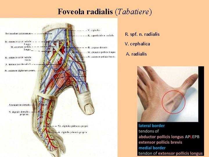 Foveola radialis (Tabatiere) R. spf. n. radialis V. cephalica A. radialis 