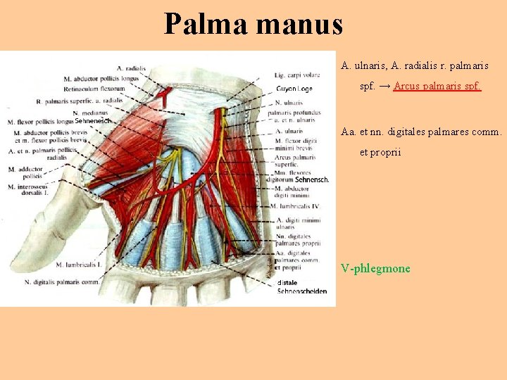 Palma manus A. ulnaris, A. radialis r. palmaris spf. → Arcus palmaris spf. Aa.