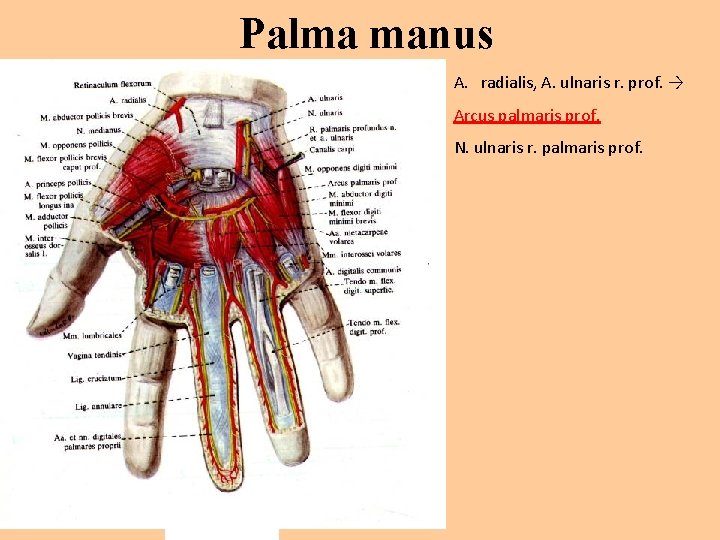 Palma manus A. radialis, A. ulnaris r. prof. → Arcus palmaris prof. N. ulnaris