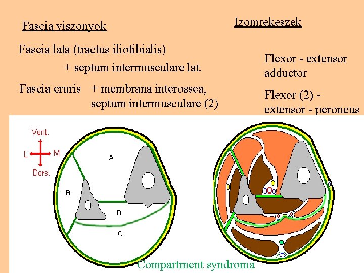 Izomrekeszek Fascia viszonyok Fascia lata (tractus iliotibialis) + septum intermusculare lat. Flexor - extensor