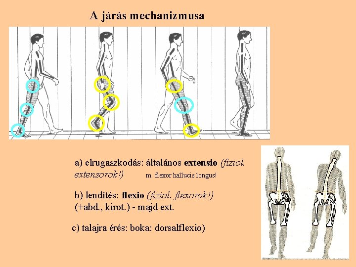 A járás mechanizmusa a) elrugaszkodás: általános extensio (fiziol. extensorok!) m. flexor hallucis longus! b)