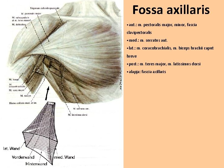Fossa axillaris • ant. : m. pectoralis major, minor, fascia clavipectoralis • med. :