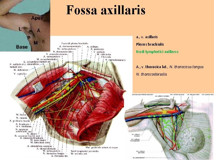 Fossa axillaris a. , v. axillaris Plexus brachialis Nodi lymphatici axillares A. , v.