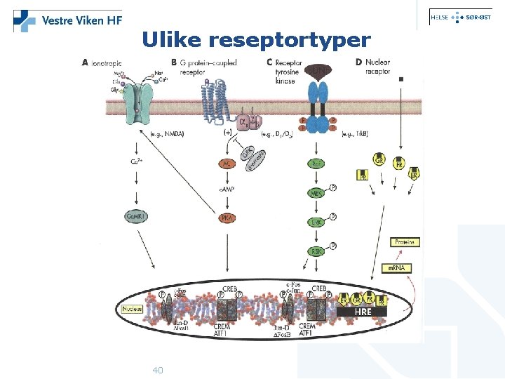 Ulike reseptortyper 40 