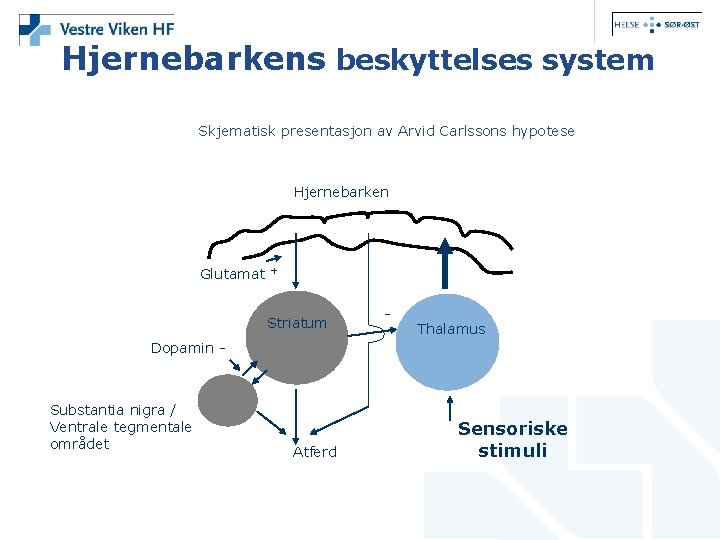 Hjernebarkens beskyttelses system Skjematisk presentasjon av Arvid Carlssons hypotese Hjernebarken Glutamat + Striatum -