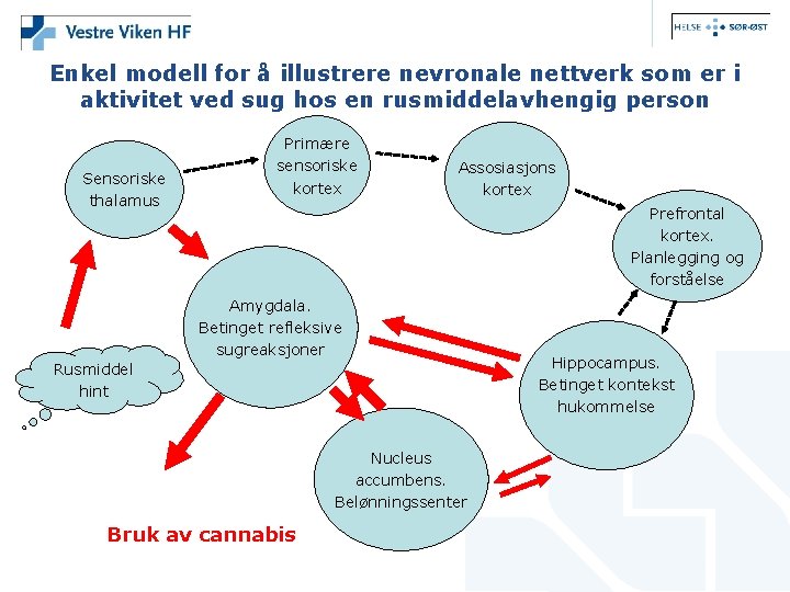 Enkel modell for å illustrere nevronale nettverk som er i aktivitet ved sug hos