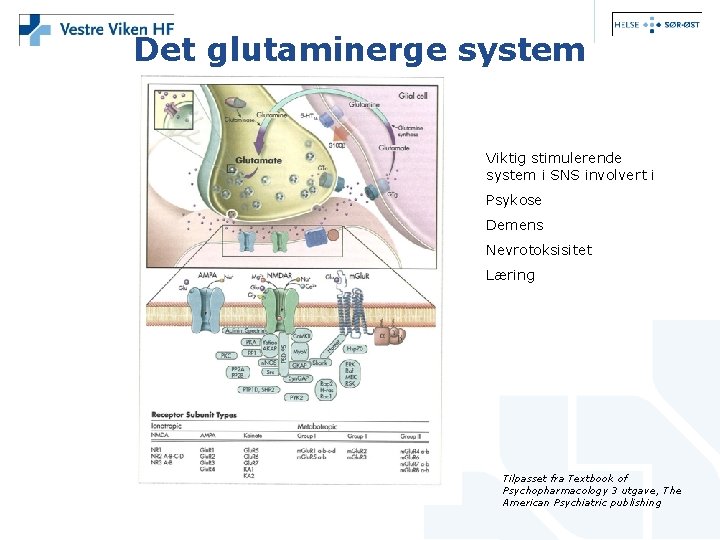 Det glutaminerge system Viktig stimulerende system i SNS involvert i Psykose Demens Nevrotoksisitet Læring