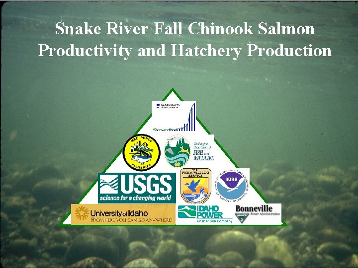 Snake River Fall Chinook Salmon Productivity and Hatchery Production 