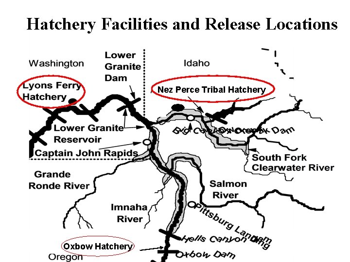 Hatchery Facilities and Release Locations Nez Perce Tribal Hatchery Oxbow Hatchery 
