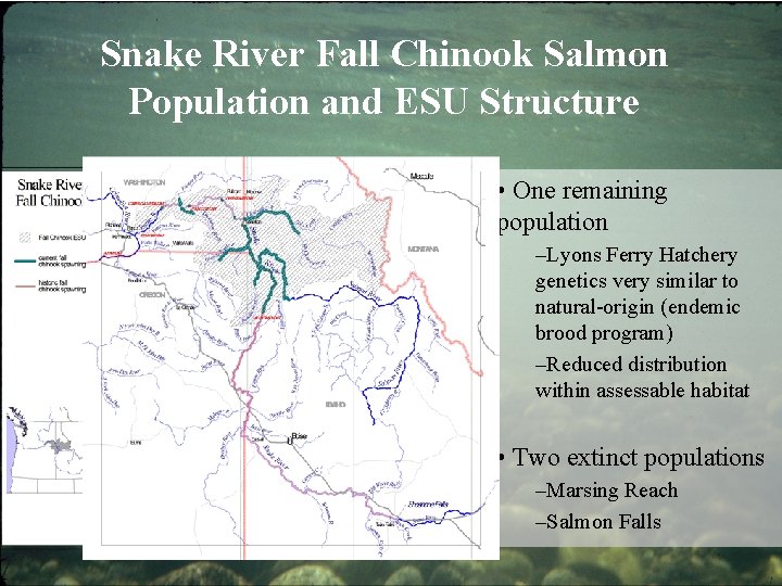 Snake River Fall Chinook Salmon Population and ESU Structure • One remaining population –Lyons