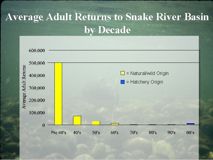 Average Adult Returns to Snake River Basin by Decade = Natural/wild Origin = Hatchery
