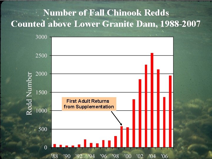 Number of Fall Chinook Redds Counted above Lower Granite Dam, 1988 -2007 First Adult