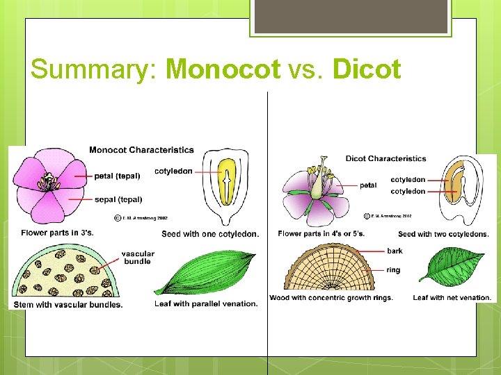 Summary: Monocot vs. Dicot 