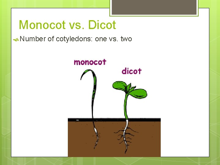 Monocot vs. Dicot Number of cotyledons: one vs. two 