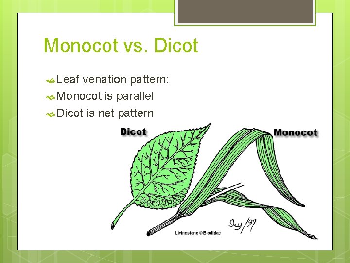 Monocot vs. Dicot Leaf venation pattern: Monocot is parallel Dicot is net pattern 
