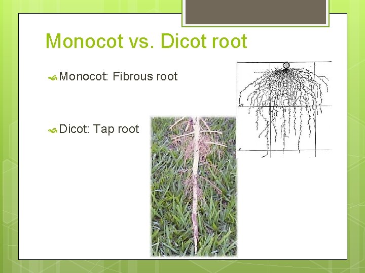 Monocot vs. Dicot root Monocot: Dicot: Fibrous root Tap root 