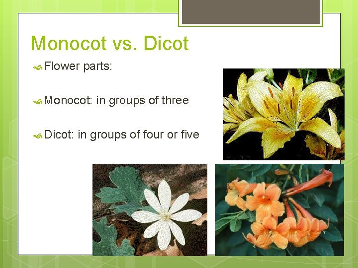 Monocot vs. Dicot Flower parts: Monocot: Dicot: in groups of three in groups of