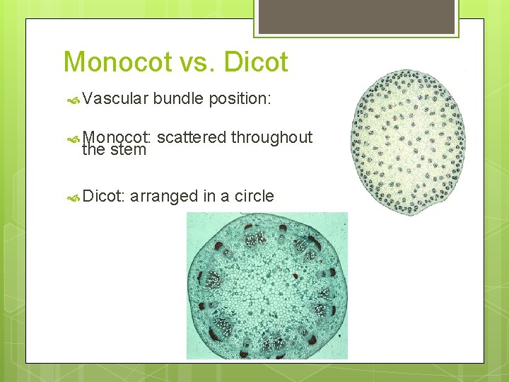 Monocot vs. Dicot Vascular bundle position: Monocot: scattered throughout the stem Dicot: arranged in