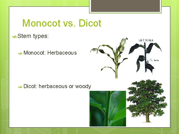 Monocot vs. Dicot Stem types: Monocot: Dicot: Herbaceous herbaceous or woody 