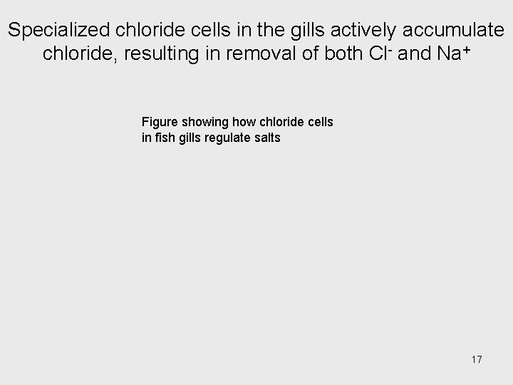 Specialized chloride cells in the gills actively accumulate chloride, resulting in removal of both