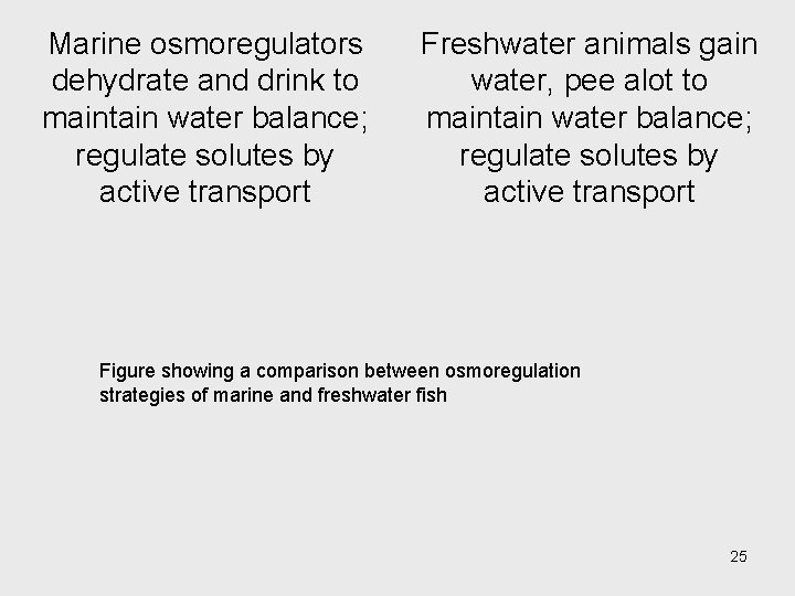 Marine osmoregulators dehydrate and drink to maintain water balance; regulate solutes by active transport