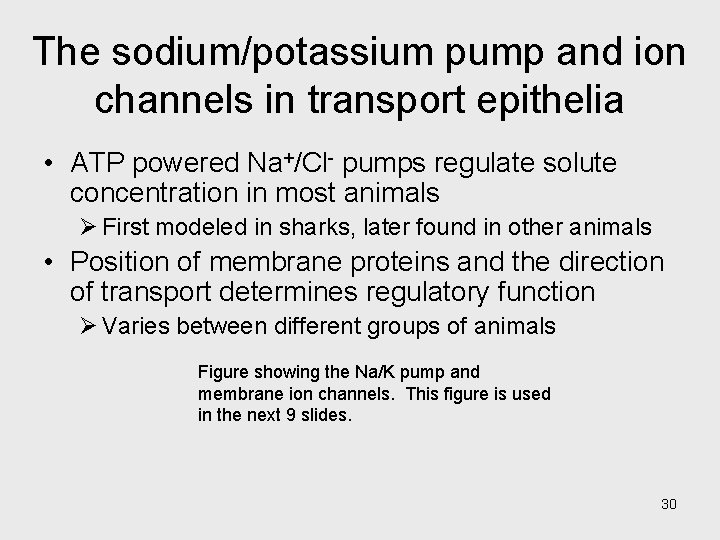 The sodium/potassium pump and ion channels in transport epithelia • ATP powered Na+/Cl- pumps