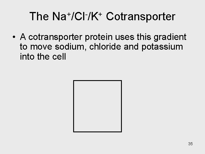The Na+/Cl-/K+ Cotransporter • A cotransporter protein uses this gradient to move sodium, chloride