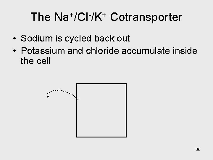 The Na+/Cl-/K+ Cotransporter • Sodium is cycled back out • Potassium and chloride accumulate