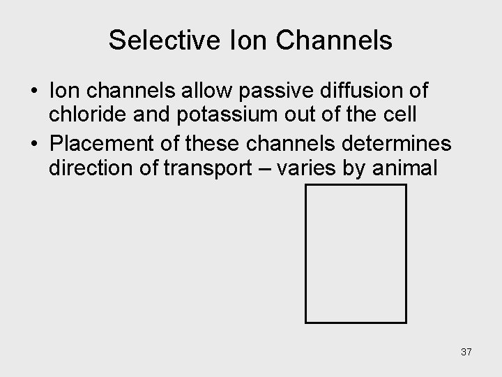 Selective Ion Channels • Ion channels allow passive diffusion of chloride and potassium out