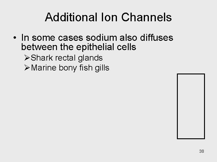 Additional Ion Channels • In some cases sodium also diffuses between the epithelial cells