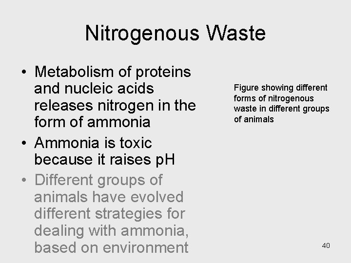 Nitrogenous Waste • Metabolism of proteins and nucleic acids releases nitrogen in the form