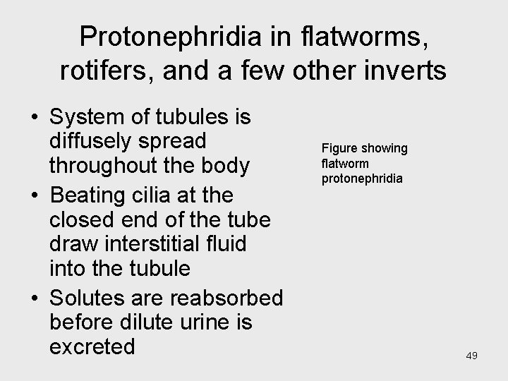 Protonephridia in flatworms, rotifers, and a few other inverts • System of tubules is