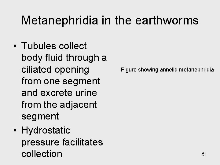 Metanephridia in the earthworms • Tubules collect body fluid through a ciliated opening from