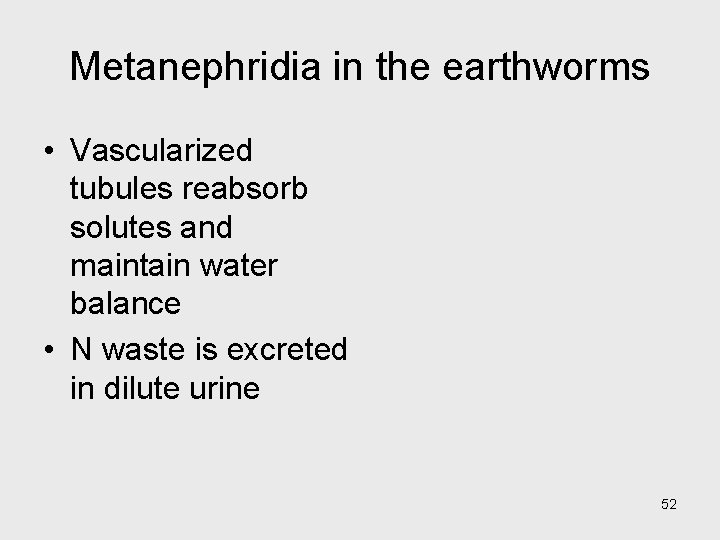 Metanephridia in the earthworms • Vascularized tubules reabsorb solutes and maintain water balance •