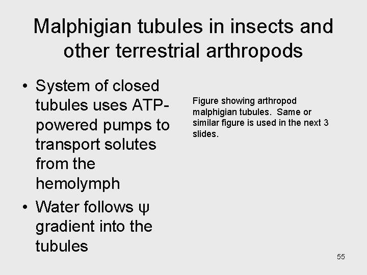 Malphigian tubules in insects and other terrestrial arthropods • System of closed tubules uses