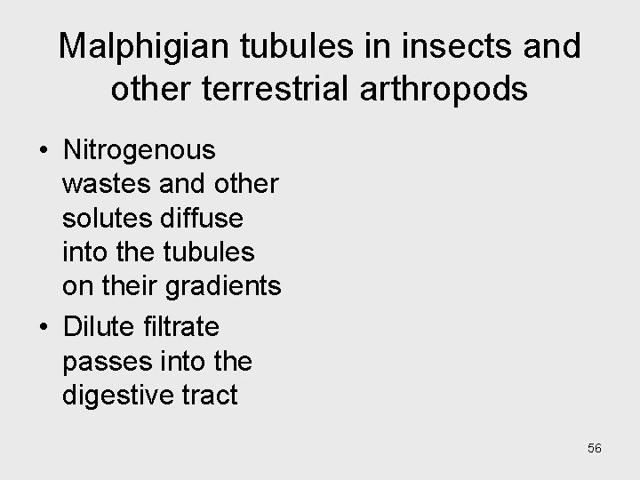 Malphigian tubules in insects and other terrestrial arthropods • Nitrogenous wastes and other solutes