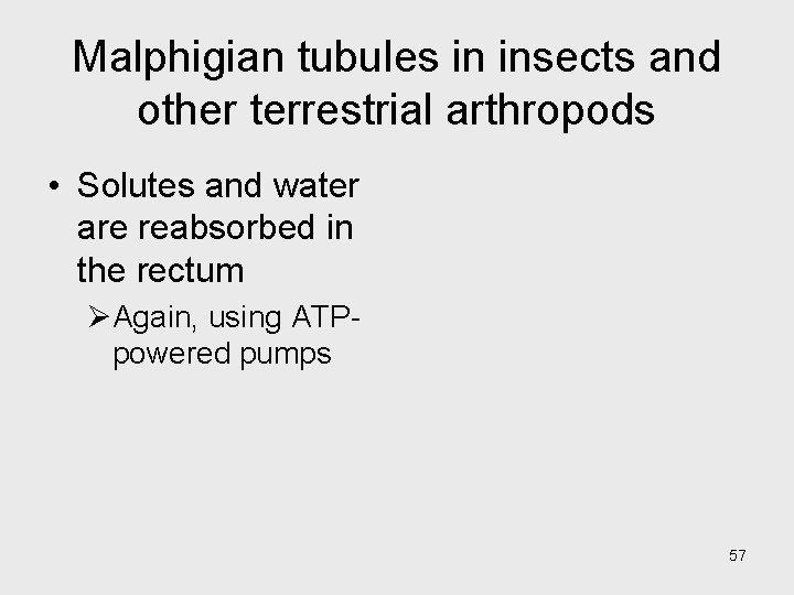 Malphigian tubules in insects and other terrestrial arthropods • Solutes and water are reabsorbed