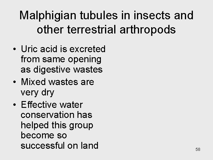 Malphigian tubules in insects and other terrestrial arthropods • Uric acid is excreted from