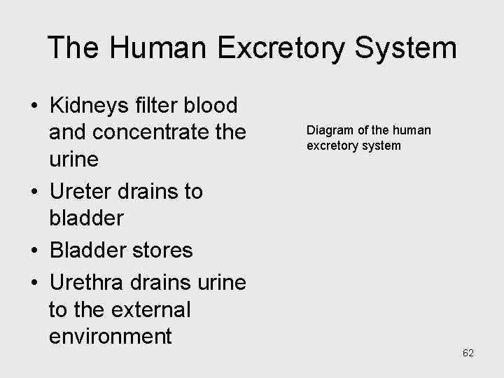 The Human Excretory System • Kidneys filter blood and concentrate the urine • Ureter