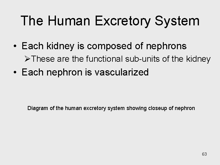 The Human Excretory System • Each kidney is composed of nephrons ØThese are the