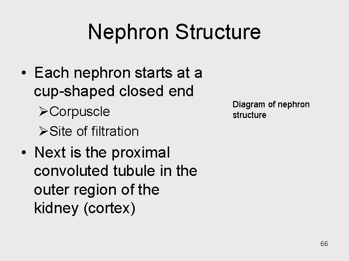 Nephron Structure • Each nephron starts at a cup-shaped closed end ØCorpuscle ØSite of