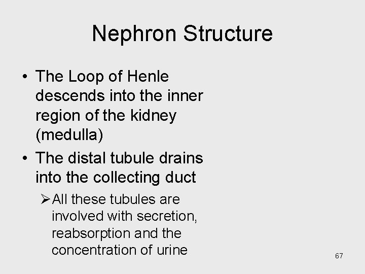 Nephron Structure • The Loop of Henle descends into the inner region of the